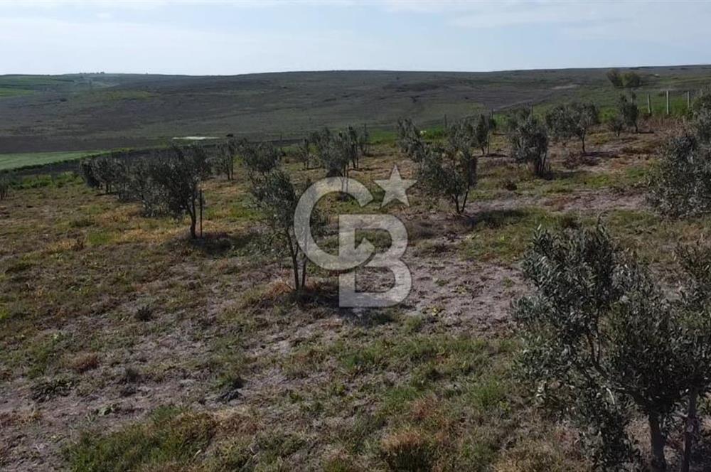 CB Leader'dan Bandırma Orhaniye'de satılık zeytinlik