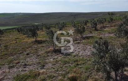 CB Leader'dan Bandırma Orhaniye'de satılık zeytinlik