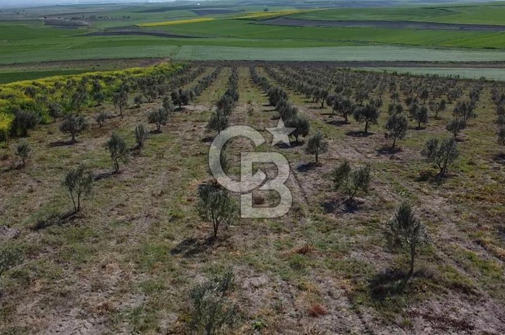 CB Leader'dan Bandırma Orhaniye'de satılık zeytinlik