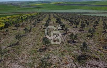 CB Leader'dan Bandırma Orhaniye'de satılık zeytinlik