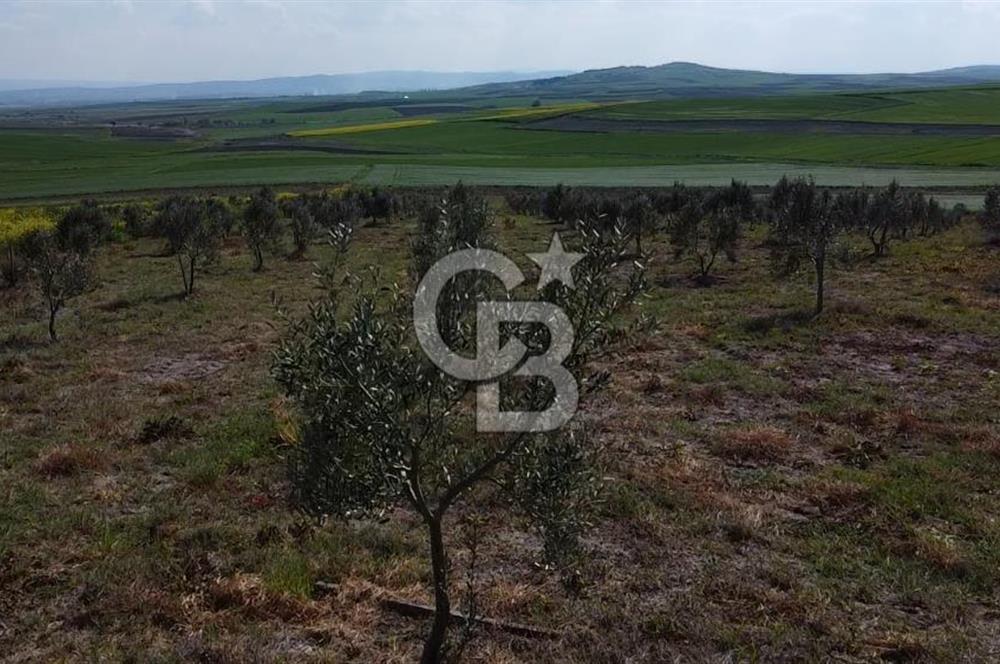 CB Leader'dan Bandırma Orhaniye'de satılık zeytinlik