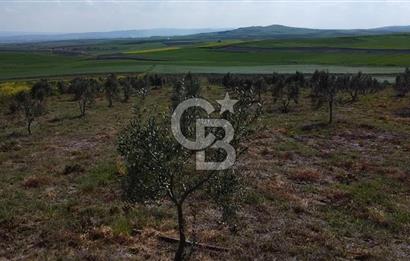 CB Leader'dan Bandırma Orhaniye'de satılık zeytinlik