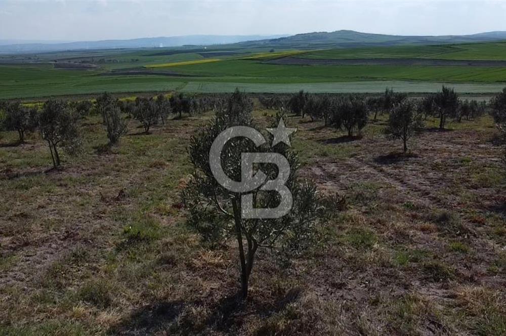 CB Leader'dan Bandırma Orhaniye'de satılık zeytinlik