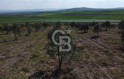 CB Leader'dan Bandırma Orhaniye'de satılık zeytinlik