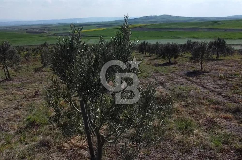 CB Leader'dan Bandırma Orhaniye'de satılık zeytinlik