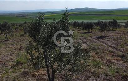 CB Leader'dan Bandırma Orhaniye'de satılık zeytinlik