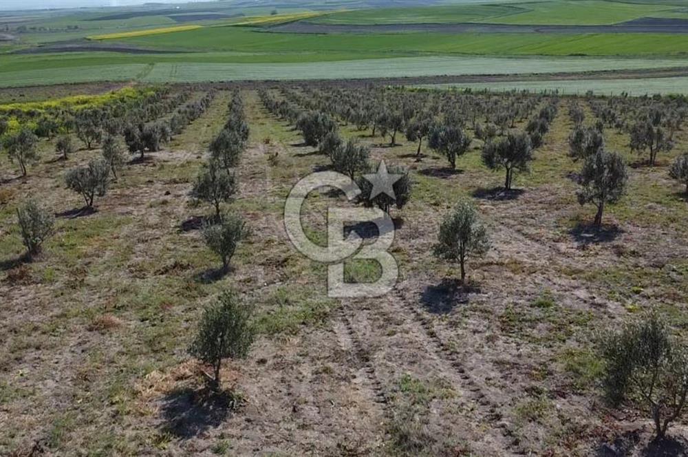 CB Leader'dan Bandırma Orhaniye'de satılık zeytinlik