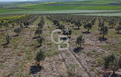 CB Leader'dan Bandırma Orhaniye'de satılık zeytinlik