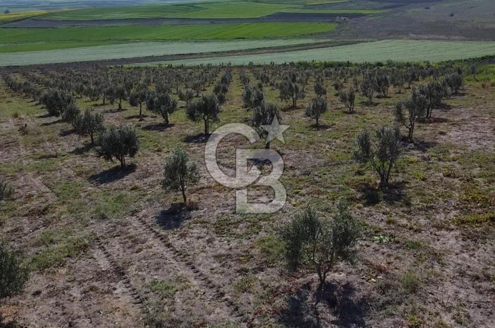 CB Leader'dan Bandırma Orhaniye'de satılık zeytinlik