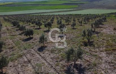 CB Leader'dan Bandırma Orhaniye'de satılık zeytinlik
