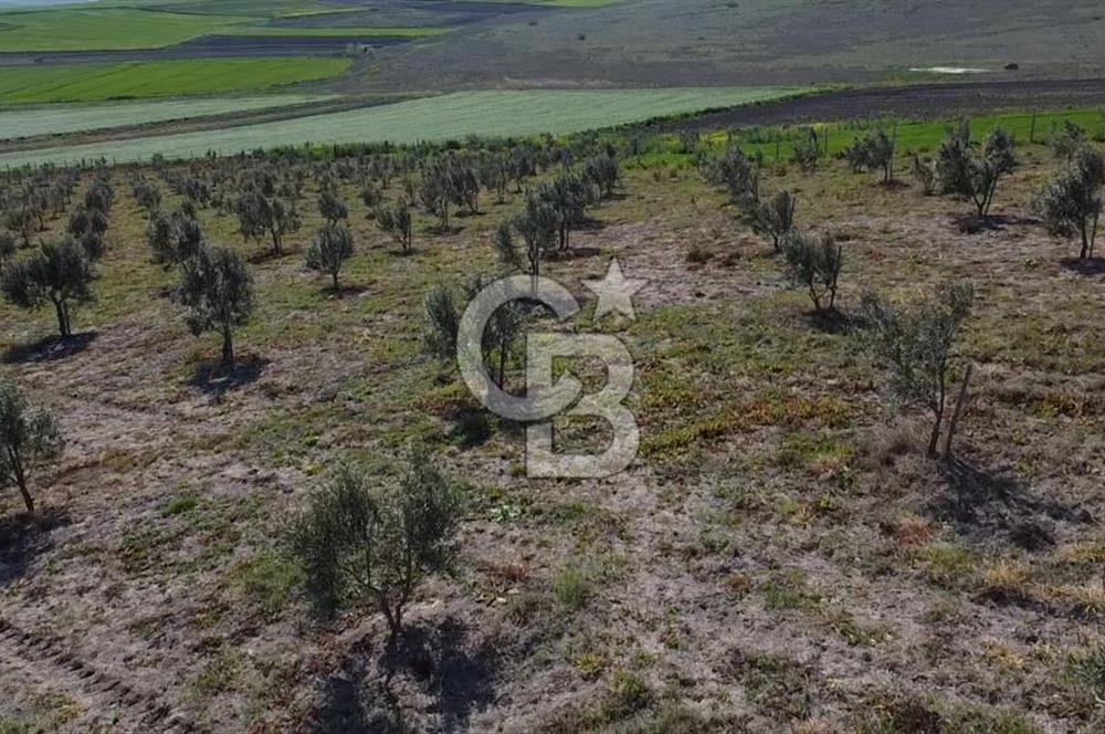 CB Leader'dan Bandırma Orhaniye'de satılık zeytinlik