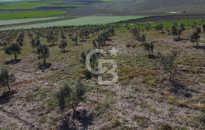CB Leader'dan Bandırma Orhaniye'de satılık zeytinlik