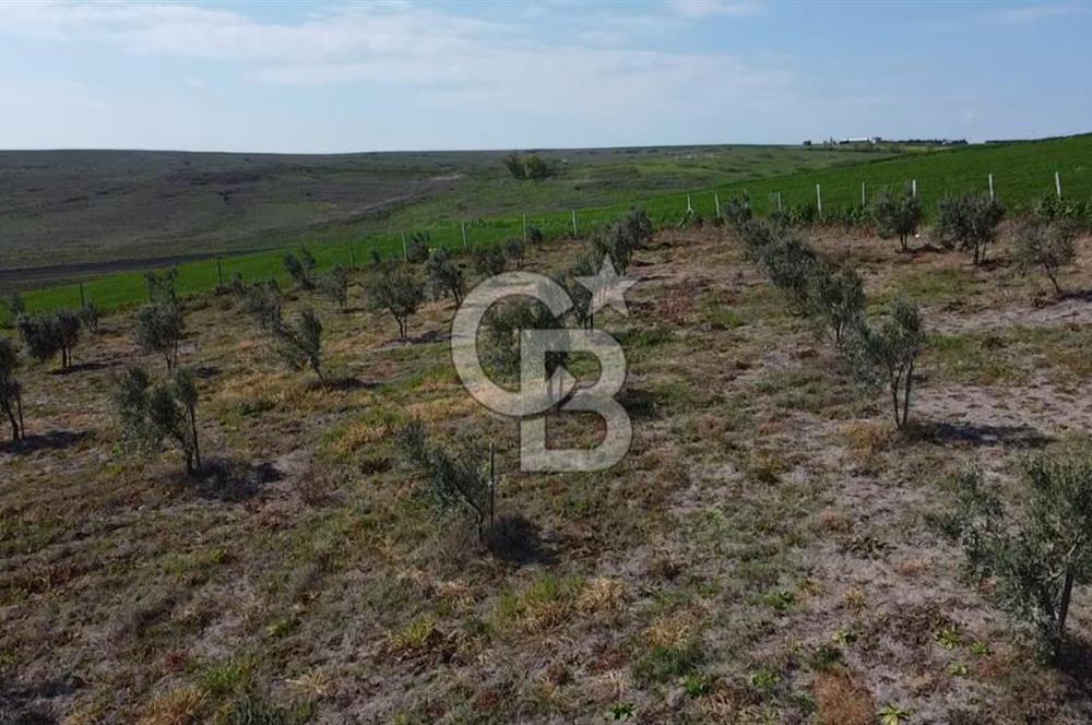 CB Leader'dan Bandırma Orhaniye'de satılık zeytinlik