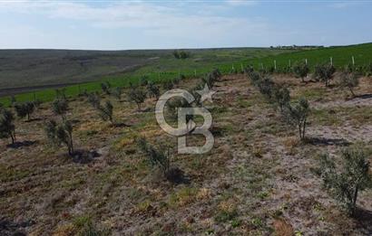 CB Leader'dan Bandırma Orhaniye'de satılık zeytinlik