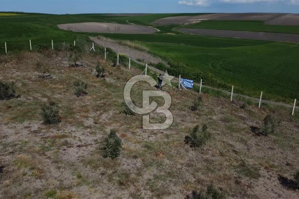 CB Leader'dan Bandırma Orhaniye'de satılık zeytinlik