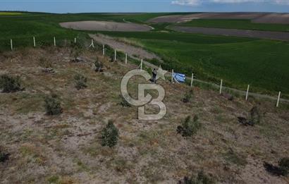 CB Leader'dan Bandırma Orhaniye'de satılık zeytinlik