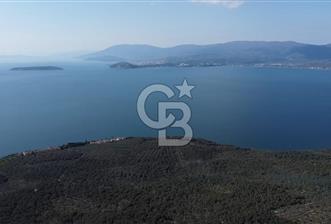 CB LEADER'DAN EDİNCİK'TE DENİZ MANZARALI SATILIK ZEYTİNLİK - 1 - 330749