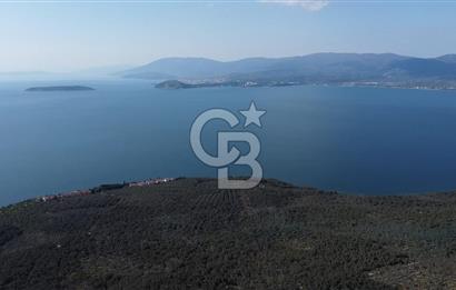 CB LEADER'DAN EDİNCİK'TE DENİZ MANZARALI SATILIK ZEYTİNLİK