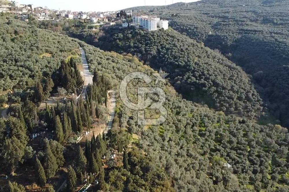 CB Leader'dan Edincik'te Denize 500m Bakımlı Zeytinlik