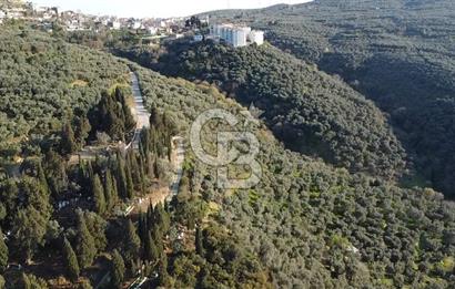 CB Leader'dan Edincik'te Denize 500m Bakımlı Zeytinlik