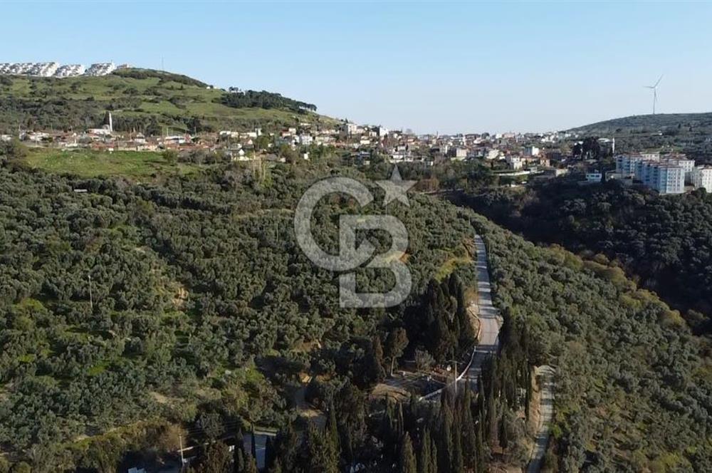 CB Leader'dan Edincik'te Denize 500m Bakımlı Zeytinlik