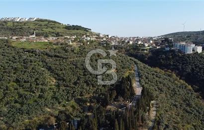 CB Leader'dan Edincik'te Denize 500m Bakımlı Zeytinlik