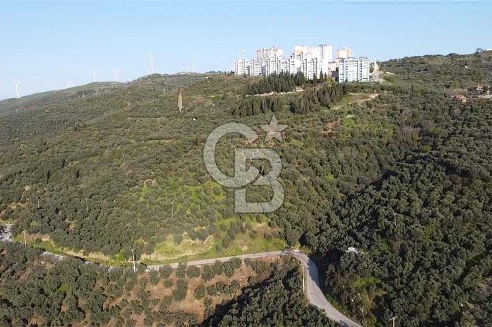 CB Leader'dan Edincik'te Denize 500m Bakımlı Zeytinlik