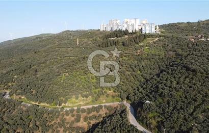 CB Leader'dan Edincik'te Denize 500m Bakımlı Zeytinlik