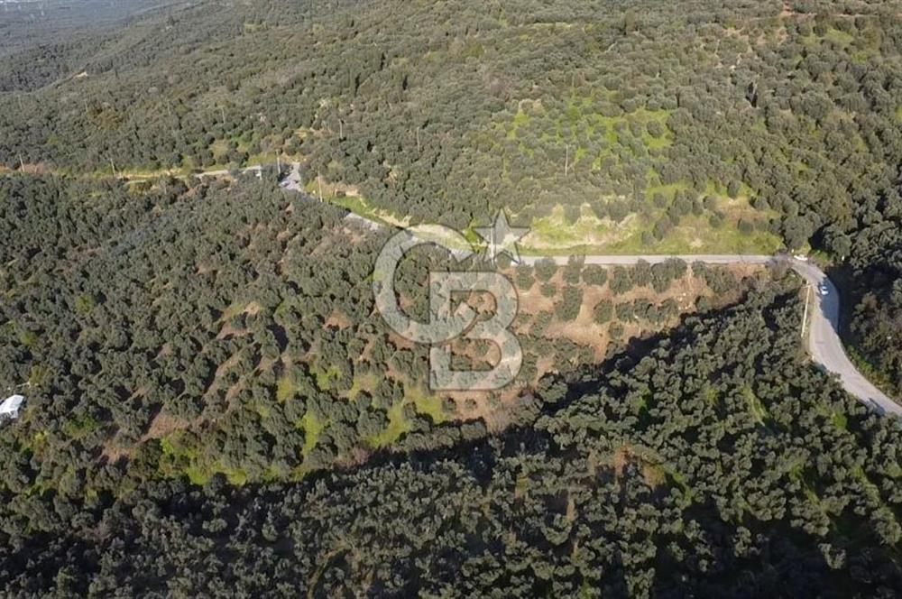 CB Leader'dan Edincik'te Denize 500m Bakımlı Zeytinlik