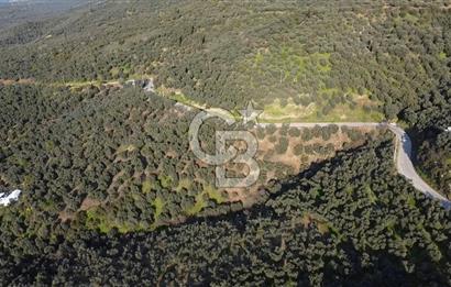 CB Leader'dan Edincik'te Denize 500m Bakımlı Zeytinlik