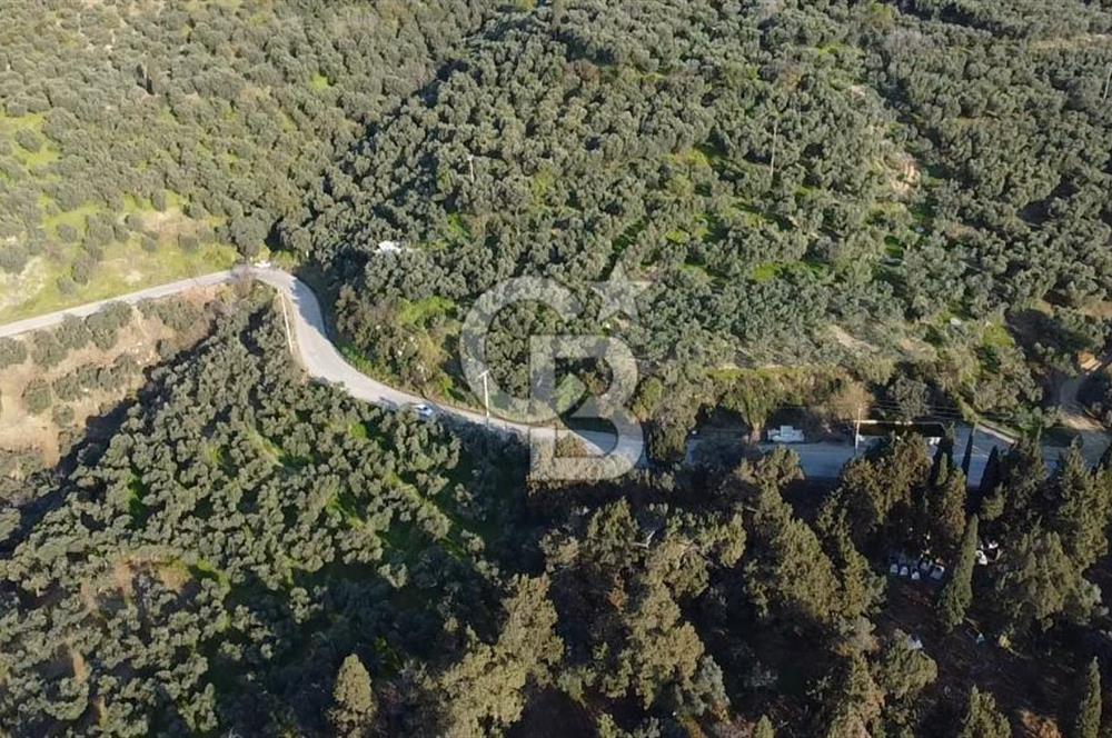 CB Leader'dan Edincik'te Denize 500m Bakımlı Zeytinlik