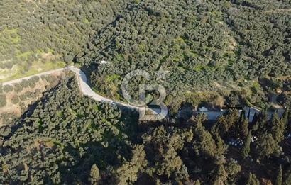 CB Leader'dan Edincik'te Denize 500m Bakımlı Zeytinlik