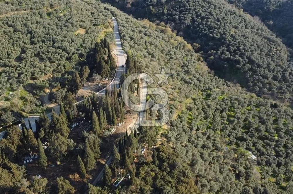 CB Leader'dan Edincik'te Denize 500m Bakımlı Zeytinlik