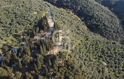 CB Leader'dan Edincik'te Denize 500m Bakımlı Zeytinlik