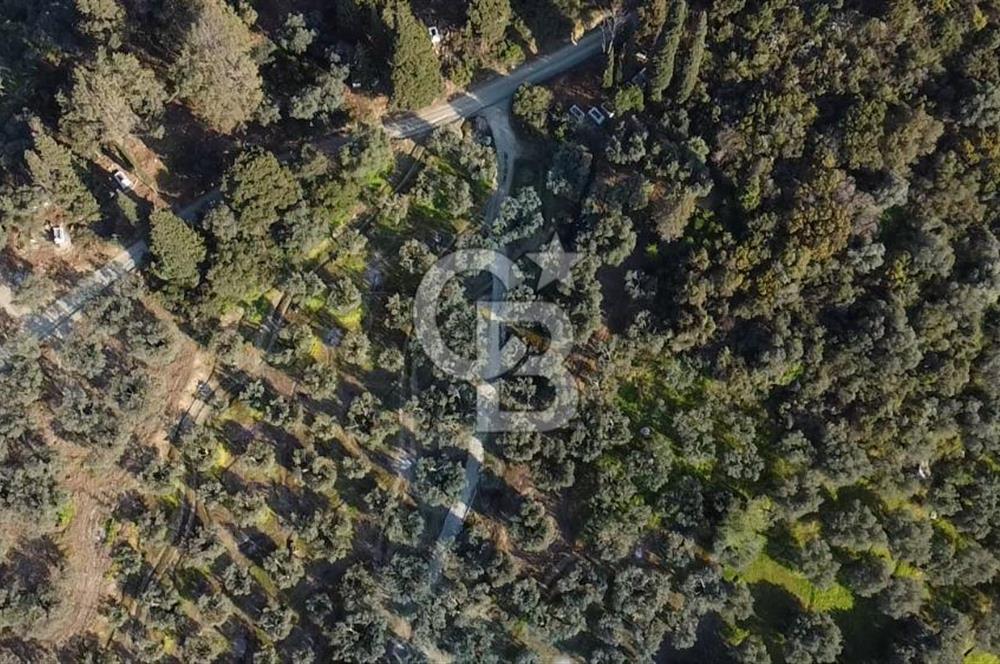 CB Leader'dan Edincik'te Denize 500m Bakımlı Zeytinlik