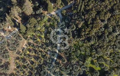 CB Leader'dan Edincik'te Denize 500m Bakımlı Zeytinlik