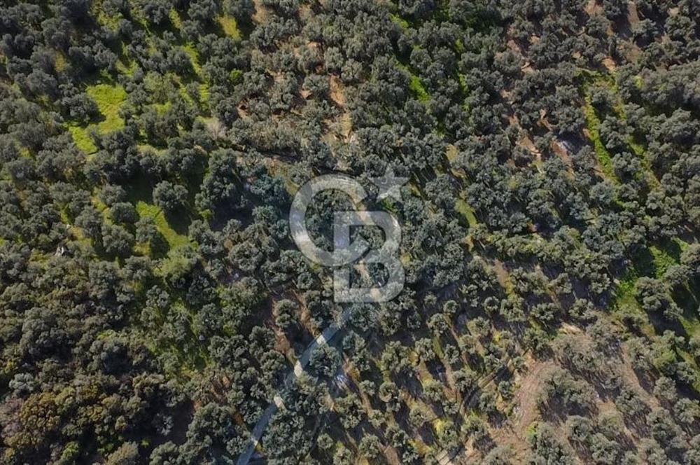 CB Leader'dan Edincik'te Denize 500m Bakımlı Zeytinlik