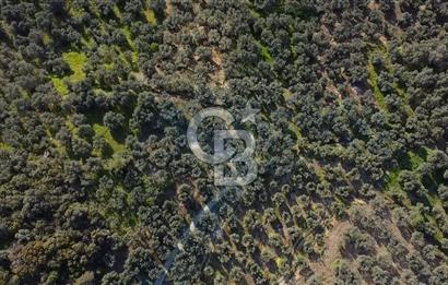 CB Leader'dan Edincik'te Denize 500m Bakımlı Zeytinlik