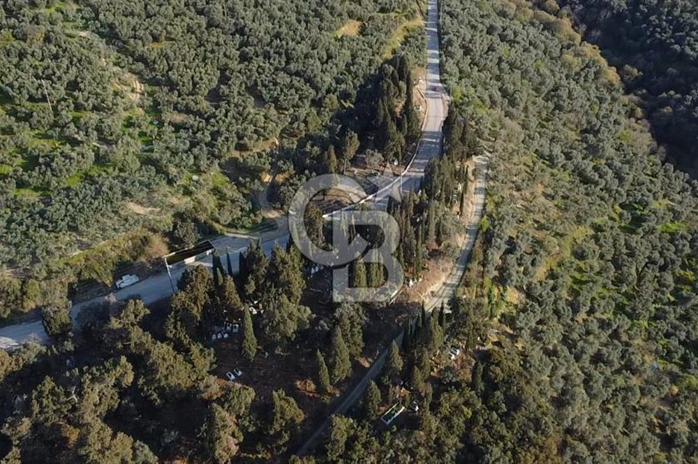 CB Leader'dan Edincik'te Denize 500m Bakımlı Zeytinlik