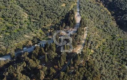 CB Leader'dan Edincik'te Denize 500m Bakımlı Zeytinlik