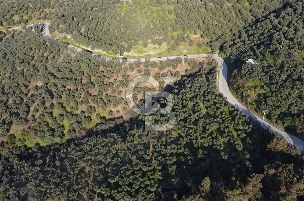 CB Leader'dan Edincik'te Denize 500m Bakımlı Zeytinlik