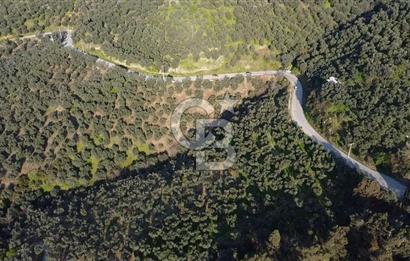 CB Leader'dan Edincik'te Denize 500m Bakımlı Zeytinlik