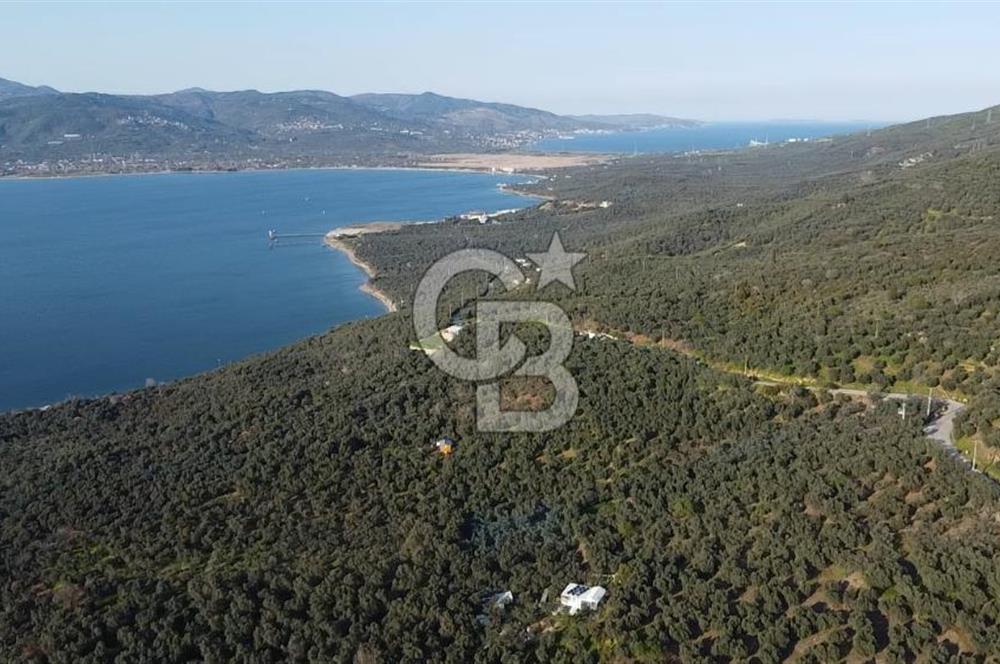 CB Leader'dan Edincik'te Denize 500m Bakımlı Zeytinlik