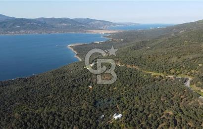 CB Leader'dan Edincik'te Denize 500m Bakımlı Zeytinlik