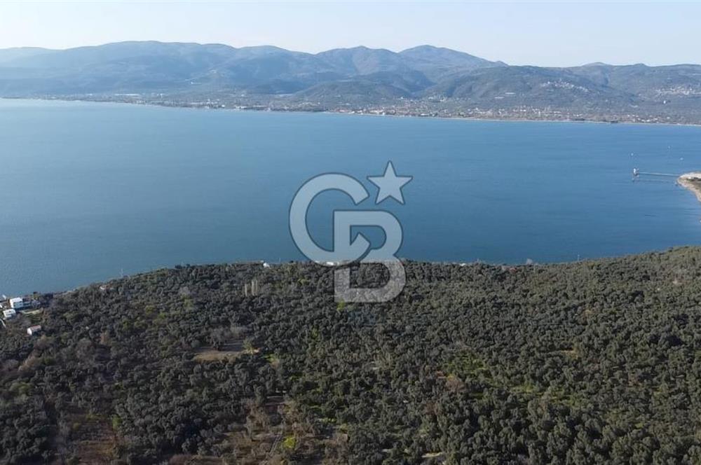 CB Leader'dan Edincik'te Denize 500m Bakımlı Zeytinlik