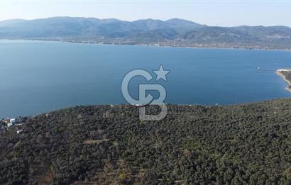 CB Leader'dan Edincik'te Denize 500m Bakımlı Zeytinlik