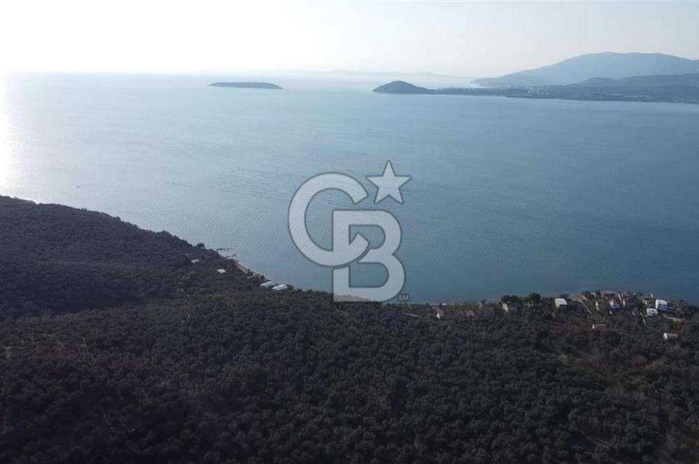 CB Leader'dan Edincik'te Denize 500m Bakımlı Zeytinlik