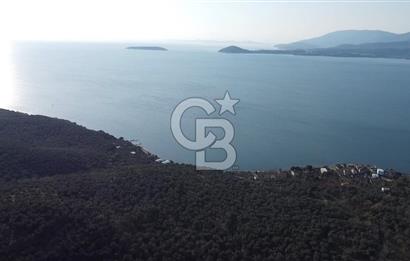 CB Leader'dan Edincik'te Denize 500m Bakımlı Zeytinlik