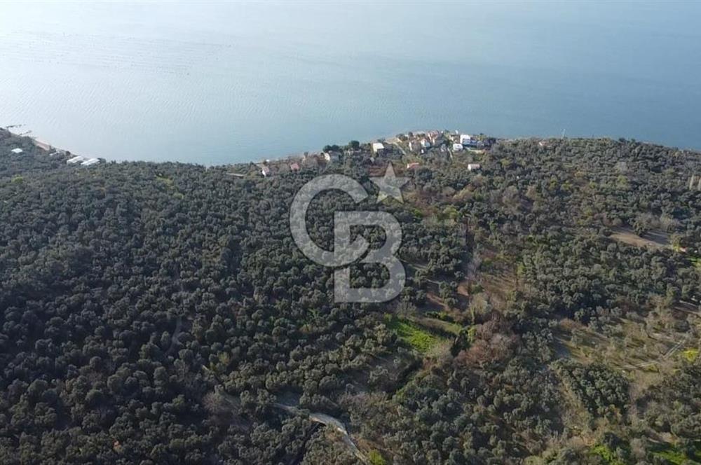 CB Leader'dan Edincik'te Denize 500m Bakımlı Zeytinlik