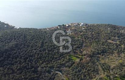 CB Leader'dan Edincik'te Denize 500m Bakımlı Zeytinlik